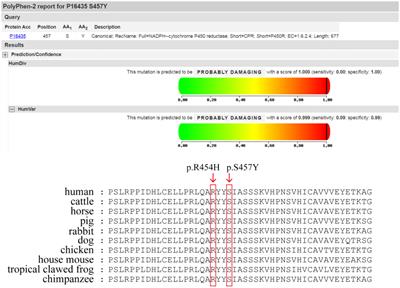 Congenital adrenal hyperplasia due to P450 oxidoreductase deficiency